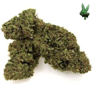 buy cheese marijuana online