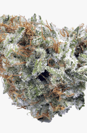 buy white widow online