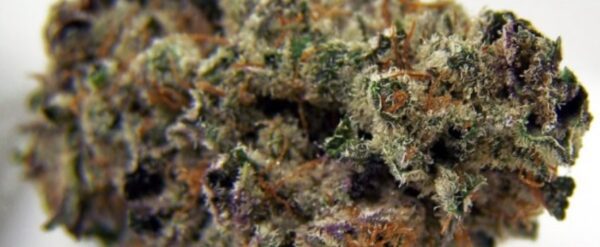 buy blackberry haze online