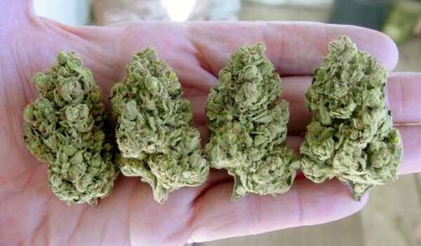 buy cheese marijuana online