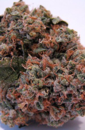 buy grand daddy online