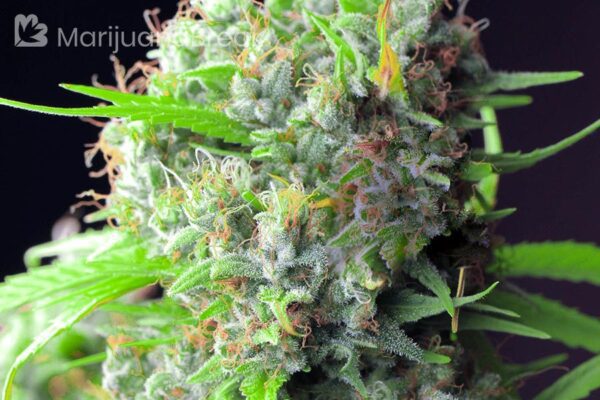 buy afghan online