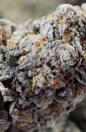 buy black water marijuana online