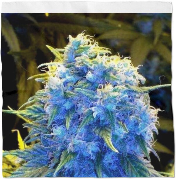 buy blue dream online