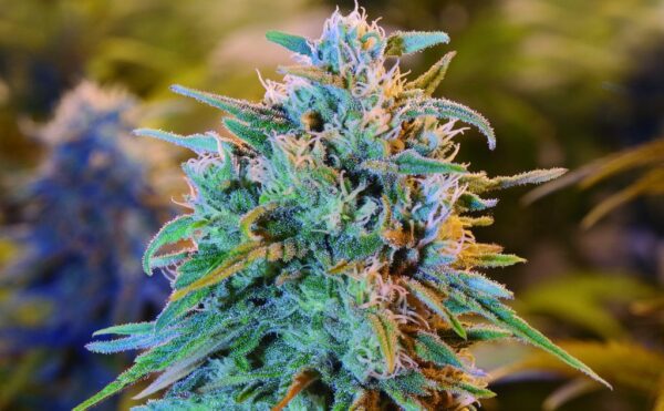 buy blue dream online