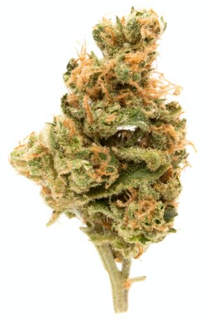 buy hindu kush online