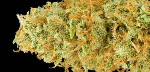 buy mango kush online