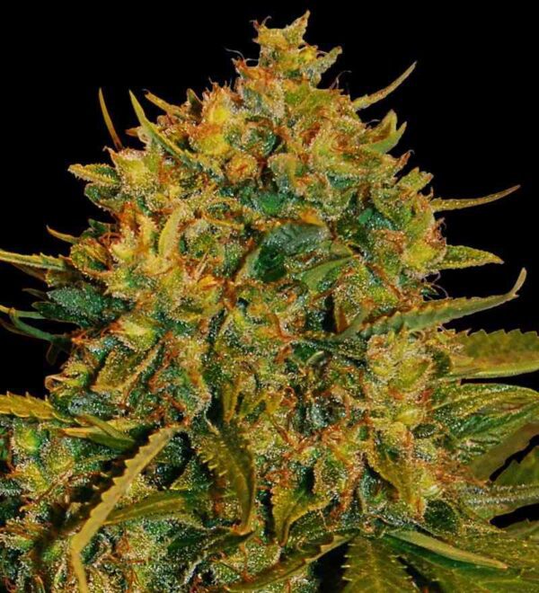 buy northern light marijuana online