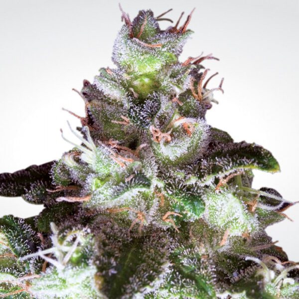 buy white widow online