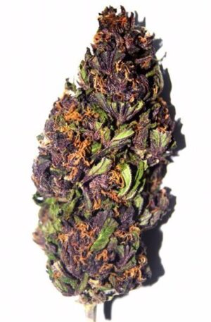 buy purple haze online