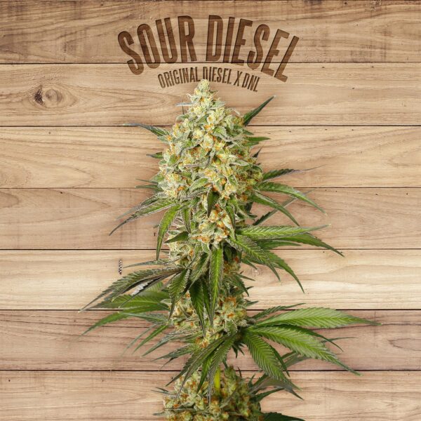 buy sour diesel online without marijuana card