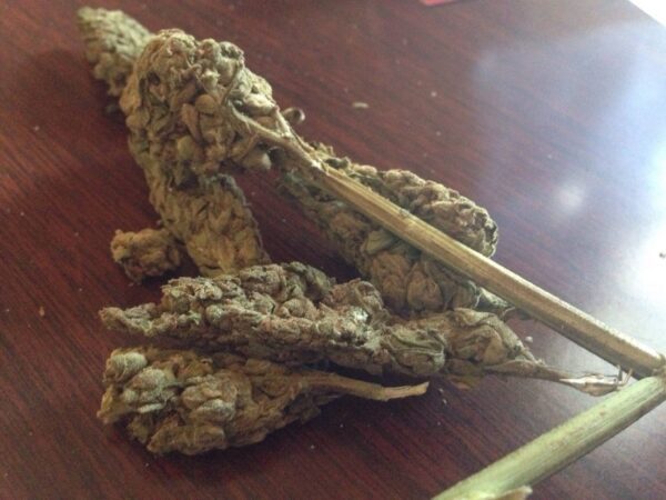 Jamaican Strain