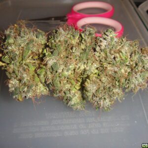 buy liberty haze strain