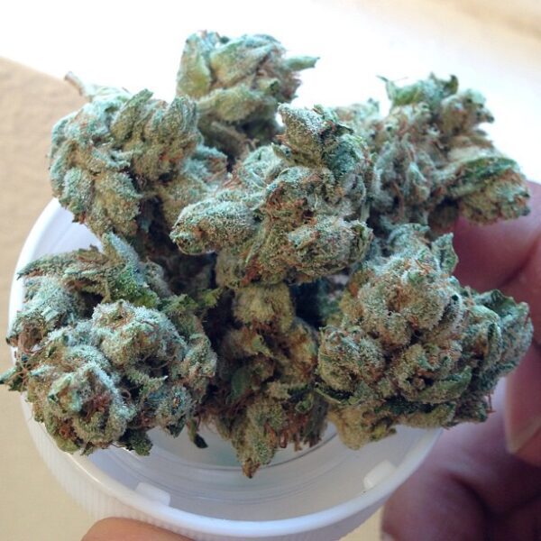 master yoda strain