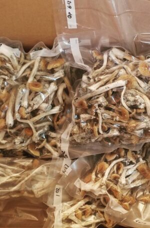 Psilocybe Mexicana Mushroom