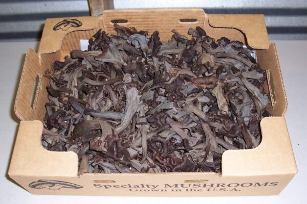 mushrooms