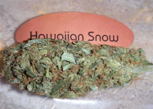 hawaiian snow strain