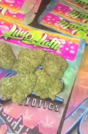 Buy Lime latti strain online